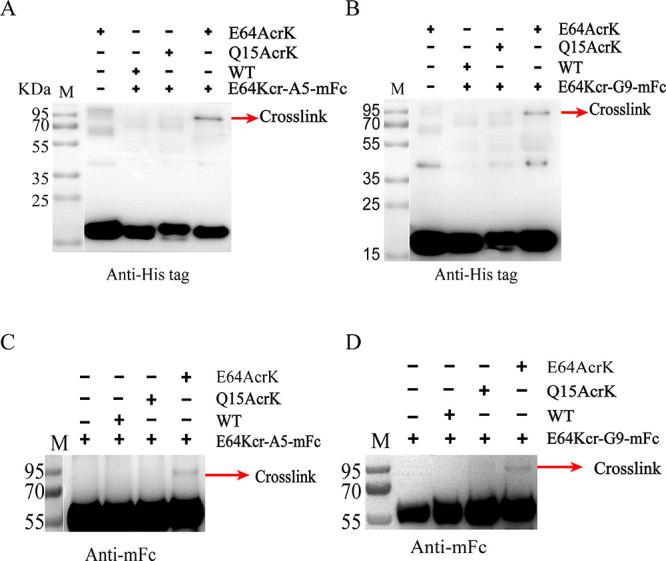 https://cdn.ncbi.nlm.nih.gov/pmc/blobs/9ab5/10311653/ab981a5f489b/oc3c00265_0003.jpg