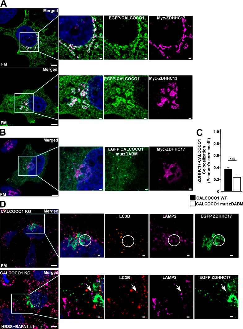 https://cdn.ncbi.nlm.nih.gov/pmc/blobs/9ab6/8059076/0fe807b4b19e/JCB_202006128_FigS1.jpg