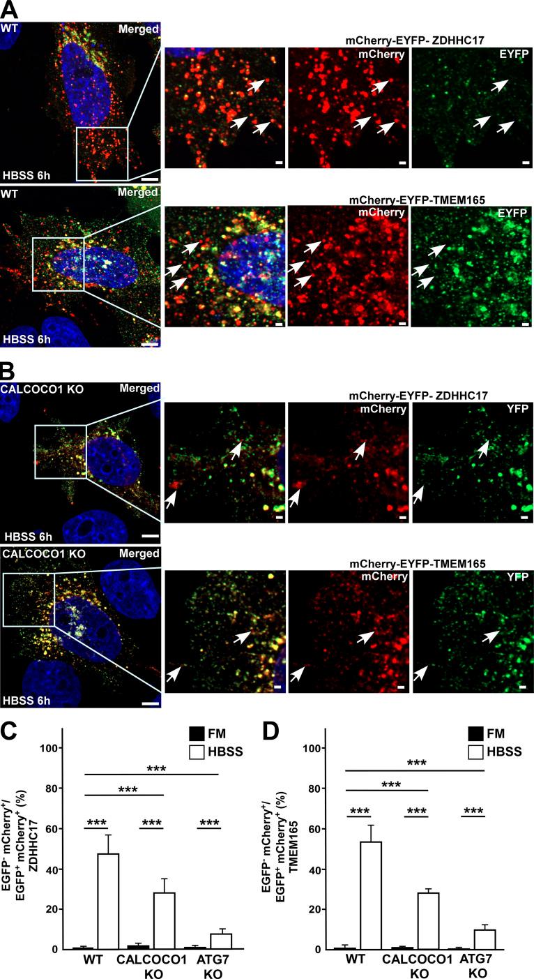 https://cdn.ncbi.nlm.nih.gov/pmc/blobs/9ab6/8059076/cf40e5b14773/JCB_202006128_Fig4.jpg