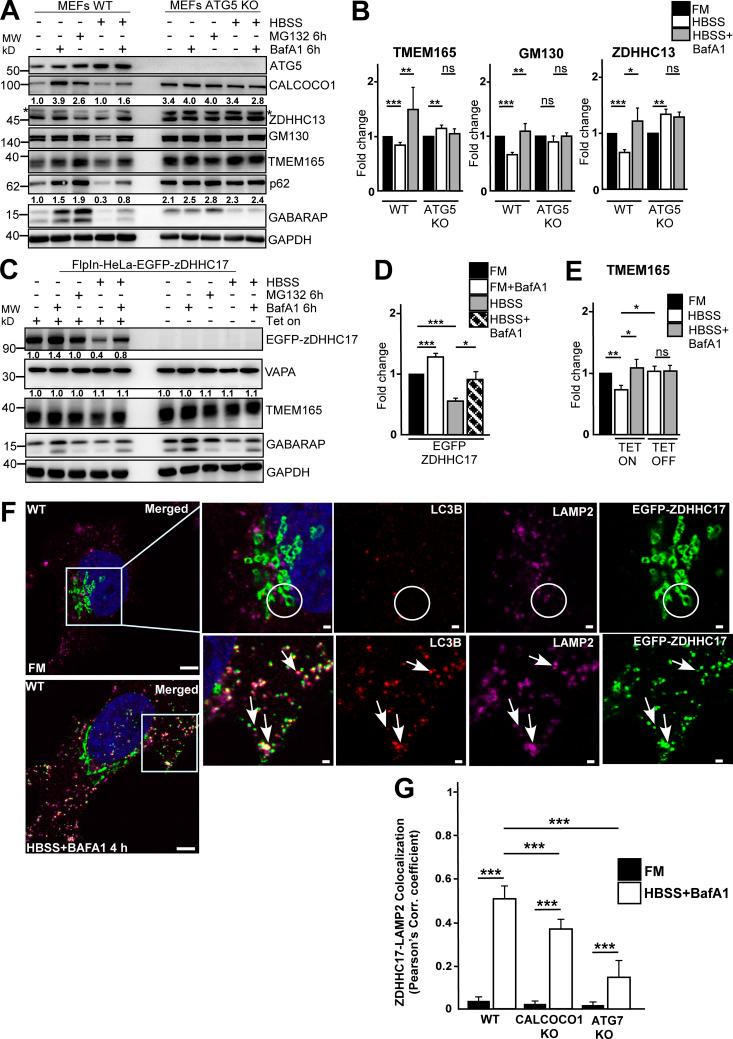 https://cdn.ncbi.nlm.nih.gov/pmc/blobs/9ab6/8059076/e96f580c6703/JCB_202006128_Fig3.jpg