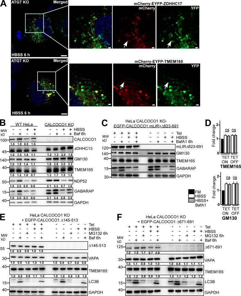 https://cdn.ncbi.nlm.nih.gov/pmc/blobs/9ab6/8059076/f8d385b6d0c3/JCB_202006128_FigS3.jpg