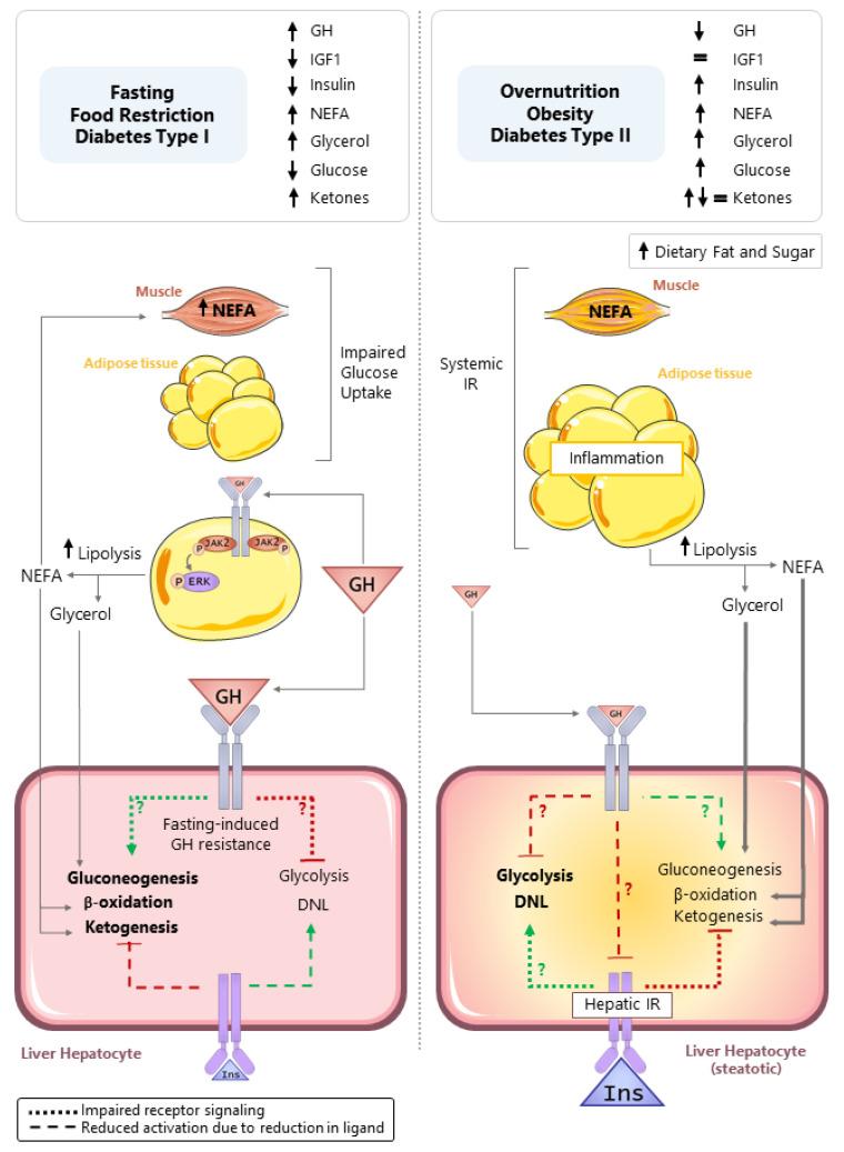 https://cdn.ncbi.nlm.nih.gov/pmc/blobs/9ab6/8533955/220cdcbc02a9/cells-10-02532-g002.jpg