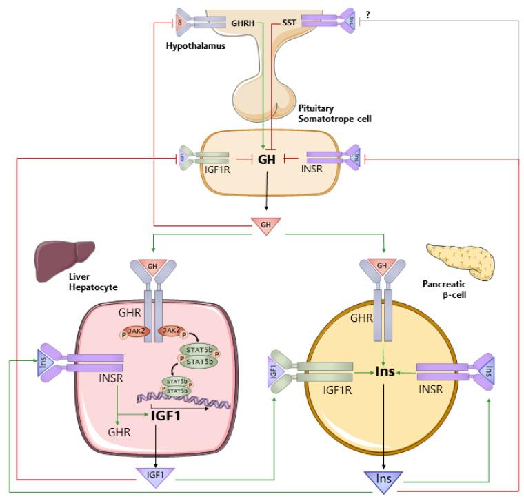 https://cdn.ncbi.nlm.nih.gov/pmc/blobs/9ab6/8533955/a5fdbb3791c8/cells-10-02532-g001.jpg