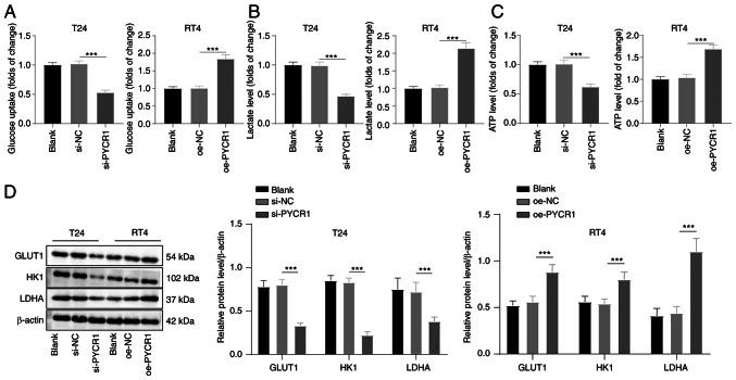https://cdn.ncbi.nlm.nih.gov/pmc/blobs/9ab9/10552724/bd76f40c9738/IJO-63-1-05532-g01.jpg