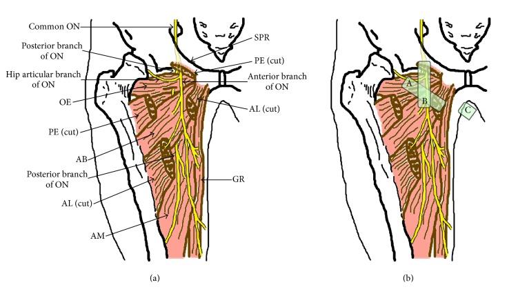 https://cdn.ncbi.nlm.nih.gov/pmc/blobs/9abc/5322453/58255a9b8fa9/BMRI2017-7023750.001.jpg