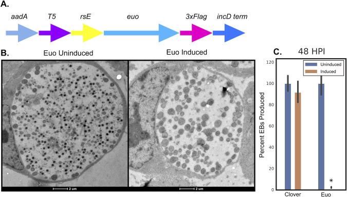 https://cdn.ncbi.nlm.nih.gov/pmc/blobs/9abf/11423577/a4e8eb47ffd9/msphere.00437-24.f001.jpg