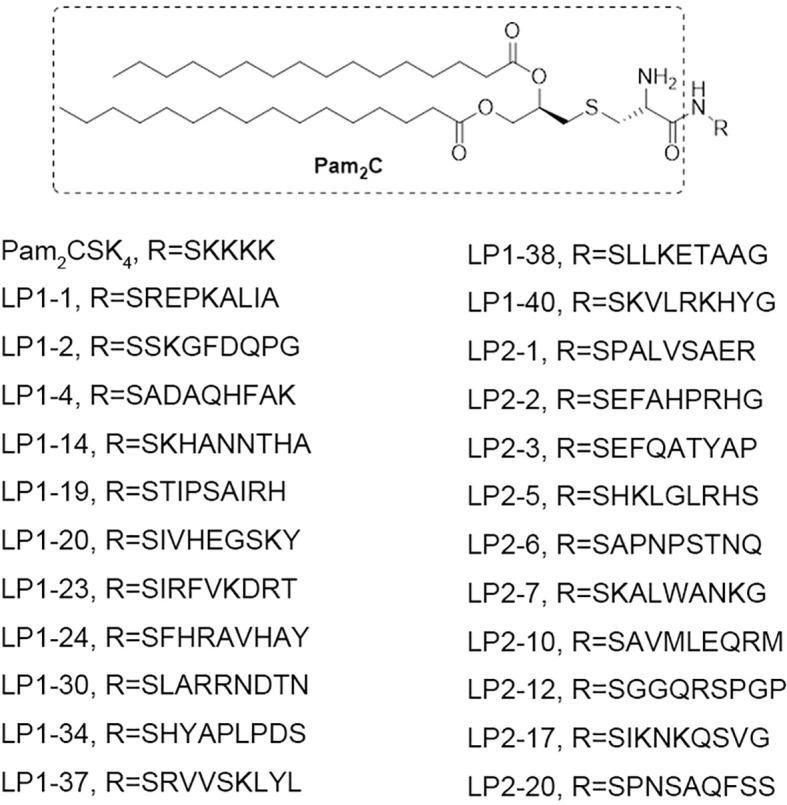 https://cdn.ncbi.nlm.nih.gov/pmc/blobs/9abf/8959576/32c7e552d8aa/fimmu-13-833418-g001.jpg