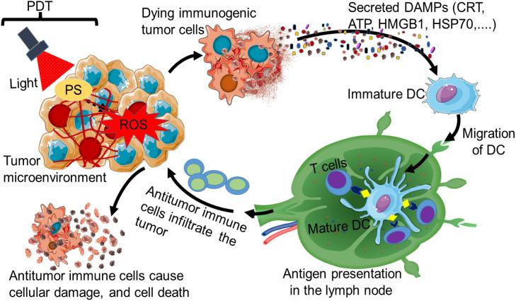 https://cdn.ncbi.nlm.nih.gov/pmc/blobs/9ac2/12310484/13d5992424b6/fimmu-16-1633953-g002.jpg