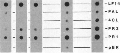 https://cdn.ncbi.nlm.nih.gov/pmc/blobs/9ac2/323310/6a16d10bcc31/pnas00312-0156-a.jpg