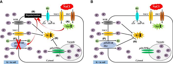 https://cdn.ncbi.nlm.nih.gov/pmc/blobs/9ac3/9893783/94d0b4ed0f84/fpls-13-1089109-g003.jpg