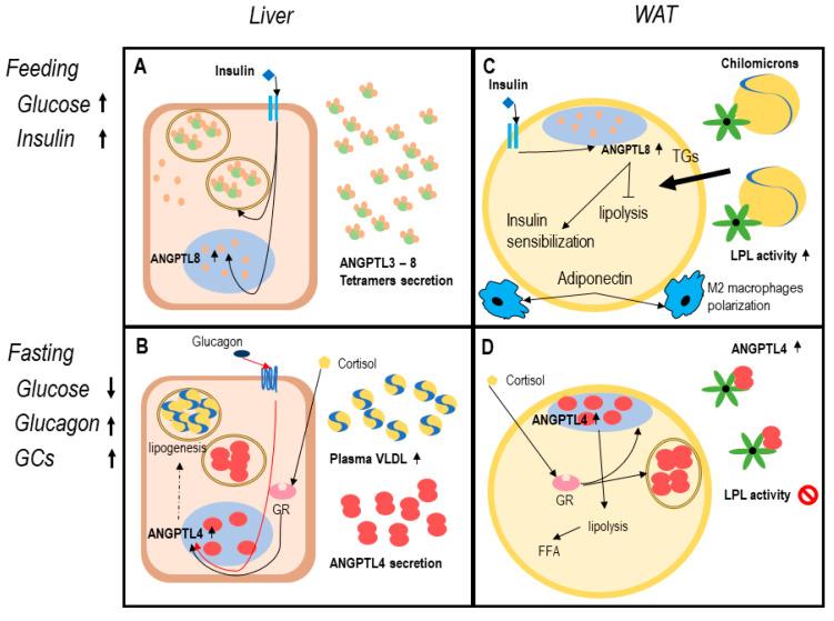 https://cdn.ncbi.nlm.nih.gov/pmc/blobs/9ac6/7828552/d494026f44c9/ijms-22-00742-g001.jpg