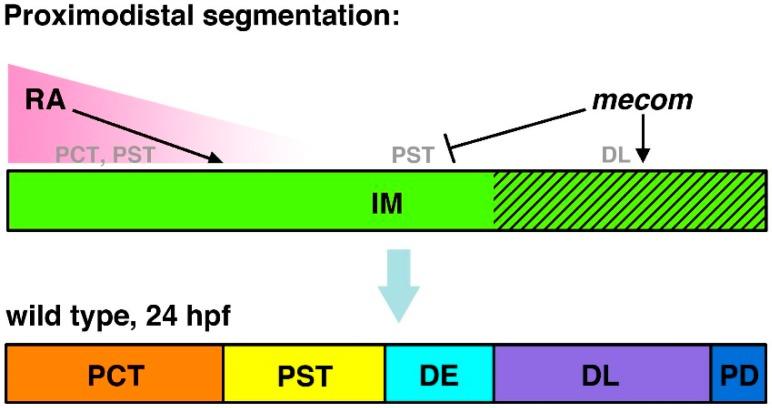 https://cdn.ncbi.nlm.nih.gov/pmc/blobs/9ac8/4493457/64c62414a92a/cells-04-00218-g004.jpg