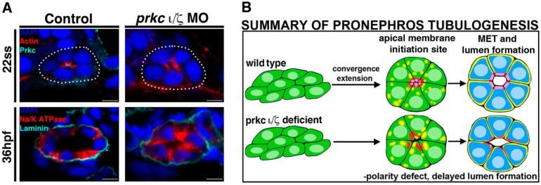 https://cdn.ncbi.nlm.nih.gov/pmc/blobs/9ac8/4493457/7f09d5b7e20a/cells-04-00218-g003.jpg