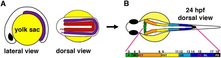 https://cdn.ncbi.nlm.nih.gov/pmc/blobs/9ac8/4493457/967ee8d4b940/cells-04-00218-g001.jpg
