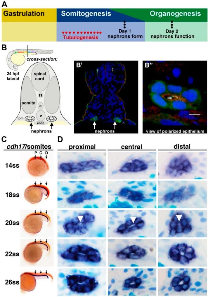 https://cdn.ncbi.nlm.nih.gov/pmc/blobs/9ac8/4493457/fb7094545c53/cells-04-00218-g002.jpg