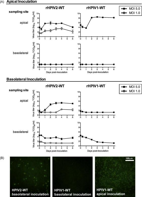 https://cdn.ncbi.nlm.nih.gov/pmc/blobs/9ac8/7126223/d549db43d764/gr2.jpg