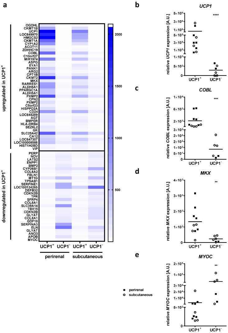 https://cdn.ncbi.nlm.nih.gov/pmc/blobs/9aca/9964948/614f4df50025/ijms-24-03085-g001.jpg