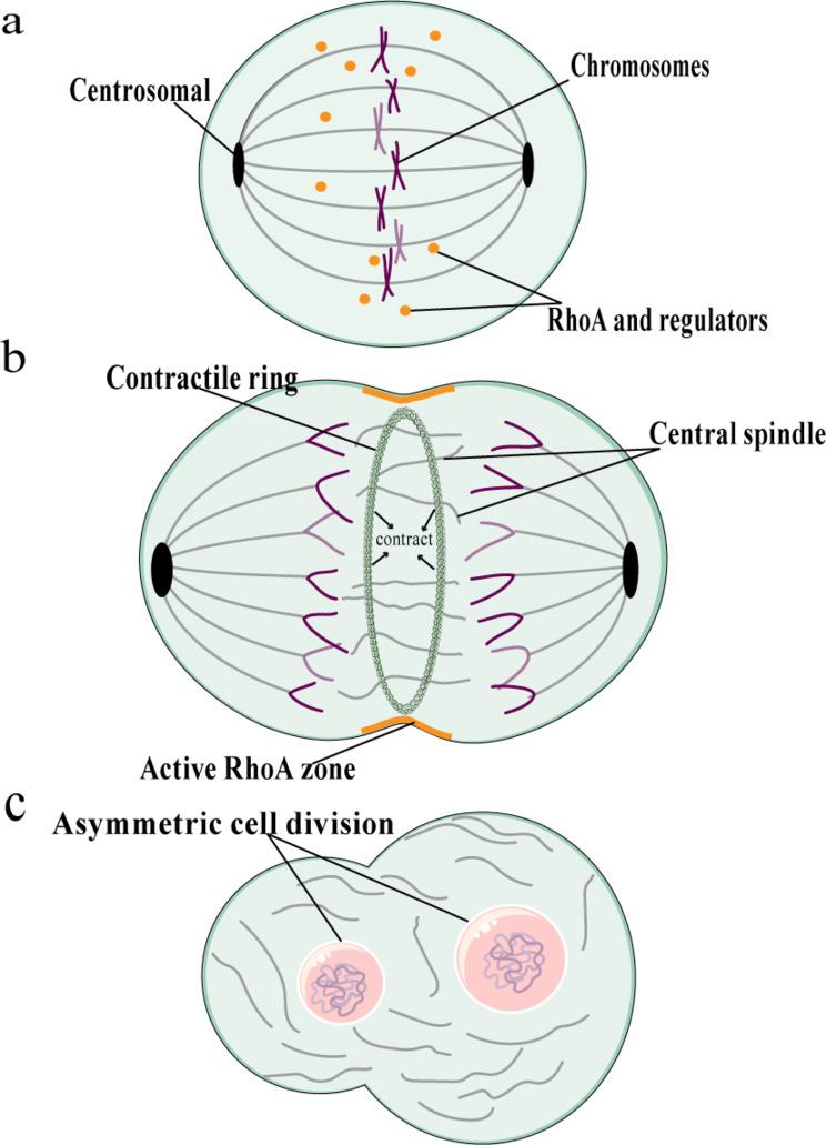 https://cdn.ncbi.nlm.nih.gov/pmc/blobs/9acb/11475559/1d19c700aed4/12935_2024_3519_Fig2_HTML.jpg