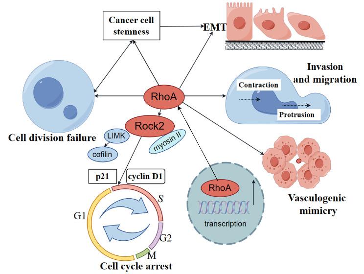 https://cdn.ncbi.nlm.nih.gov/pmc/blobs/9acb/11475559/79d51ae901dc/12935_2024_3519_Fig3_HTML.jpg