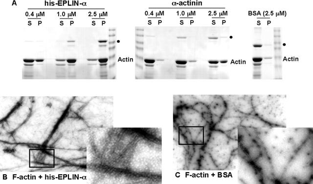 https://cdn.ncbi.nlm.nih.gov/pmc/blobs/9acc/2172667/288510658417/200212057f4.jpg