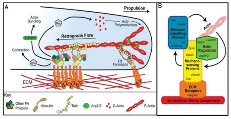 https://cdn.ncbi.nlm.nih.gov/pmc/blobs/9acd/7996181/0f78ca0ede94/nutrients-13-00729-g007.jpg