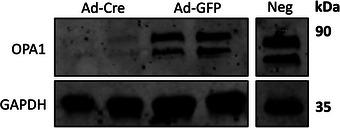 https://cdn.ncbi.nlm.nih.gov/pmc/blobs/9ad2/11795335/d35fa9ab507a/CPZ1-5-0-g002.jpg