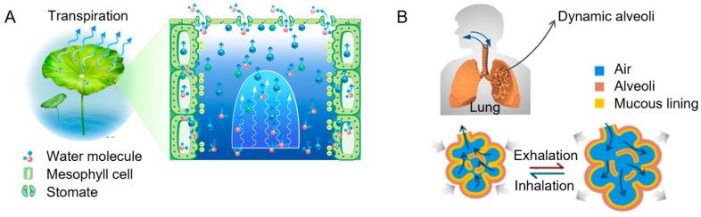 https://cdn.ncbi.nlm.nih.gov/pmc/blobs/9ad3/11853135/9f07dd7556c7/biomimetics-10-00077-g001.jpg