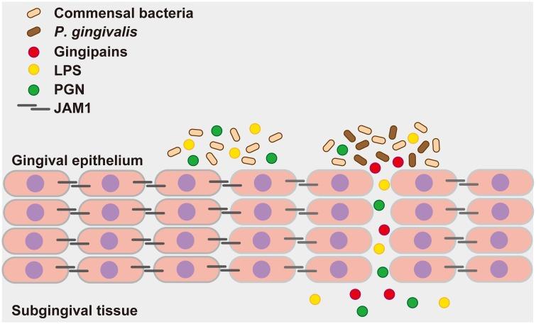 https://cdn.ncbi.nlm.nih.gov/pmc/blobs/9ad4/6932823/1f38ac2be074/ppat.1008124.g010.jpg