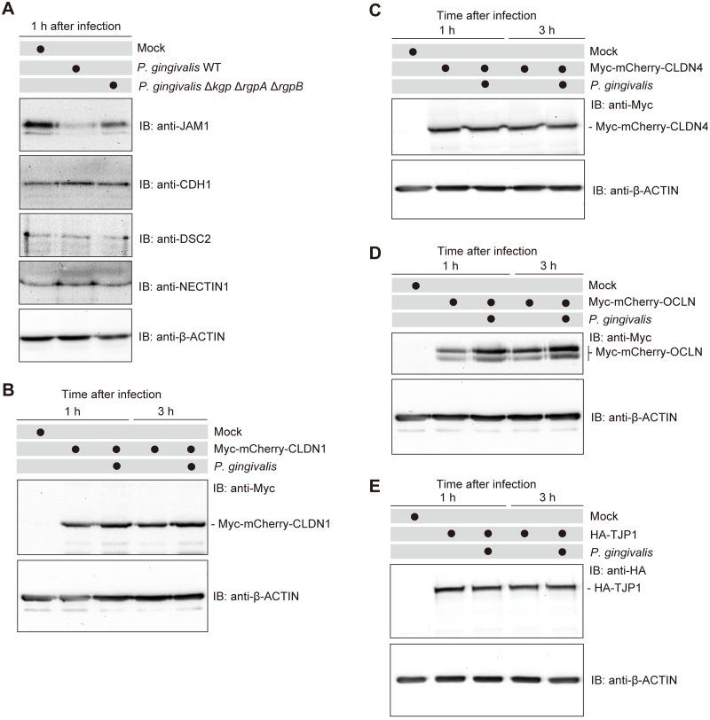 https://cdn.ncbi.nlm.nih.gov/pmc/blobs/9ad4/6932823/4b5316109d73/ppat.1008124.g001.jpg