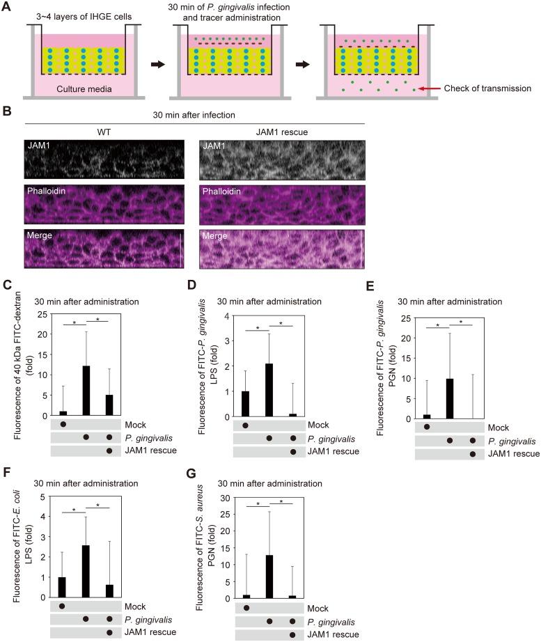 https://cdn.ncbi.nlm.nih.gov/pmc/blobs/9ad4/6932823/4c223a86e7d8/ppat.1008124.g009.jpg