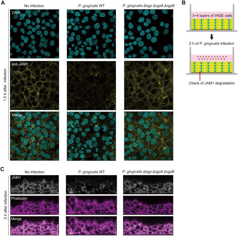 https://cdn.ncbi.nlm.nih.gov/pmc/blobs/9ad4/6932823/68821de5e7ca/ppat.1008124.g002.jpg