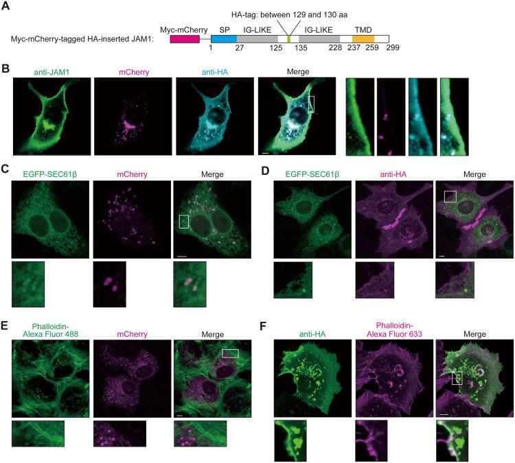https://cdn.ncbi.nlm.nih.gov/pmc/blobs/9ad4/6932823/9d3d711be4db/ppat.1008124.g003.jpg
