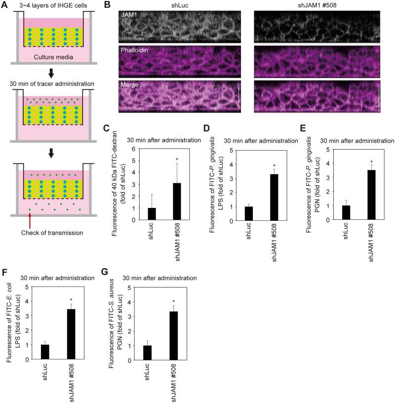 https://cdn.ncbi.nlm.nih.gov/pmc/blobs/9ad4/6932823/b18352cabcfb/ppat.1008124.g007.jpg