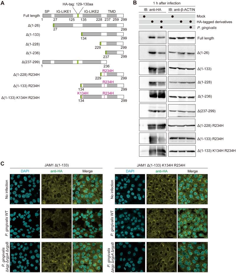 https://cdn.ncbi.nlm.nih.gov/pmc/blobs/9ad4/6932823/f9945a579a67/ppat.1008124.g005.jpg