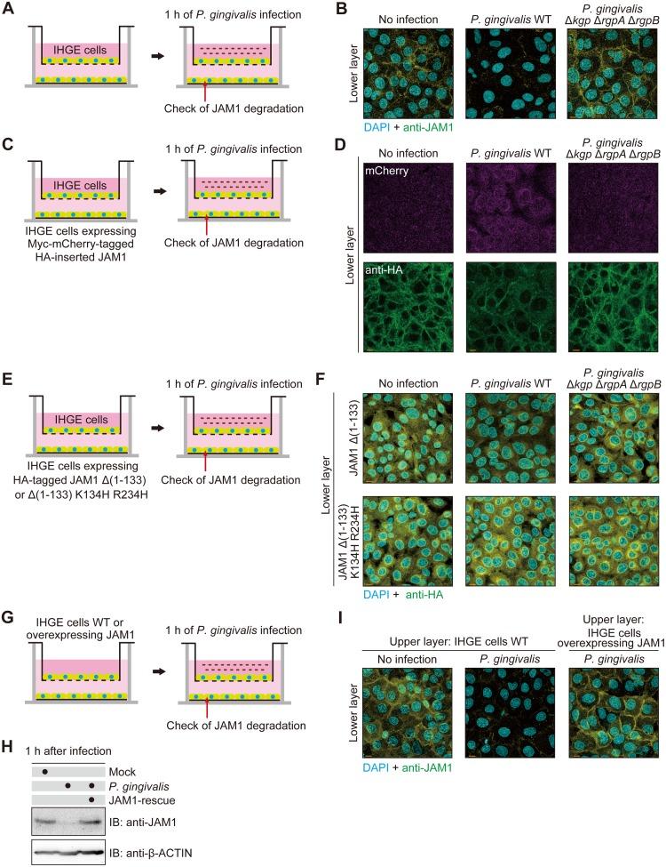 https://cdn.ncbi.nlm.nih.gov/pmc/blobs/9ad4/6932823/fe4483d0f37a/ppat.1008124.g008.jpg