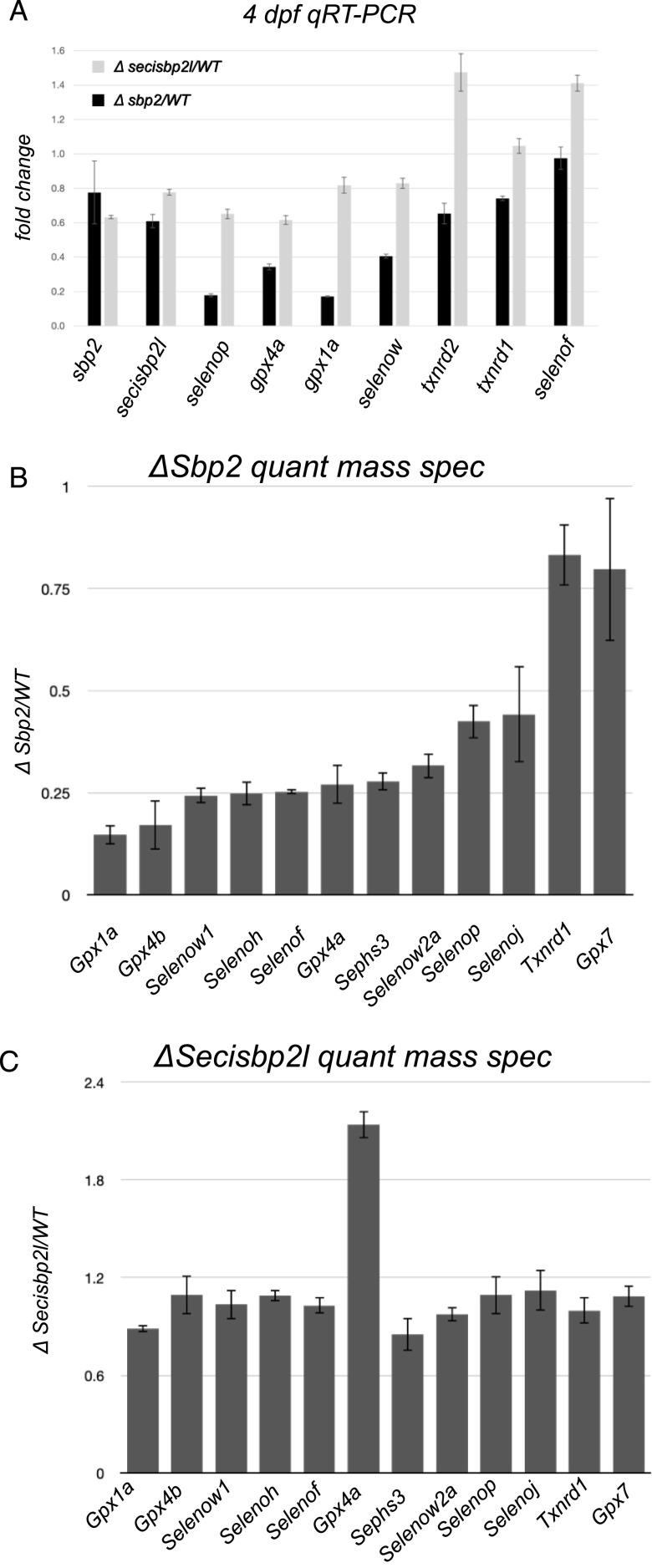 https://cdn.ncbi.nlm.nih.gov/pmc/blobs/9ad4/8881744/6ddcd7203299/LSA-2021-01291_Fig6.jpg