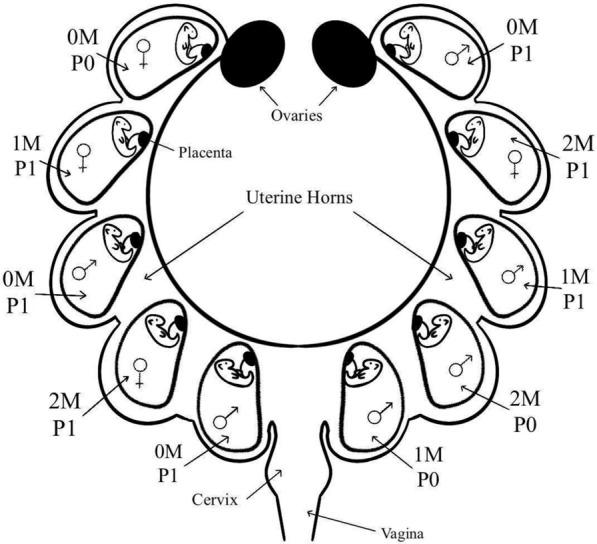 https://cdn.ncbi.nlm.nih.gov/pmc/blobs/9ad6/11301978/e5cc34c0d775/13293_2024_637_Fig6_HTML.jpg