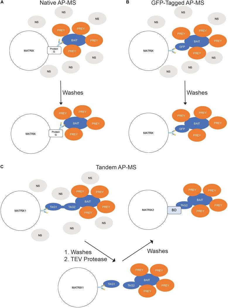 https://cdn.ncbi.nlm.nih.gov/pmc/blobs/9ad6/6470254/858afb7c50c8/fphys-10-00425-g003.jpg