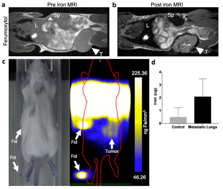 https://cdn.ncbi.nlm.nih.gov/pmc/blobs/9adb/8582440/d5532ec0b1b0/cancers-13-05285-g005.jpg