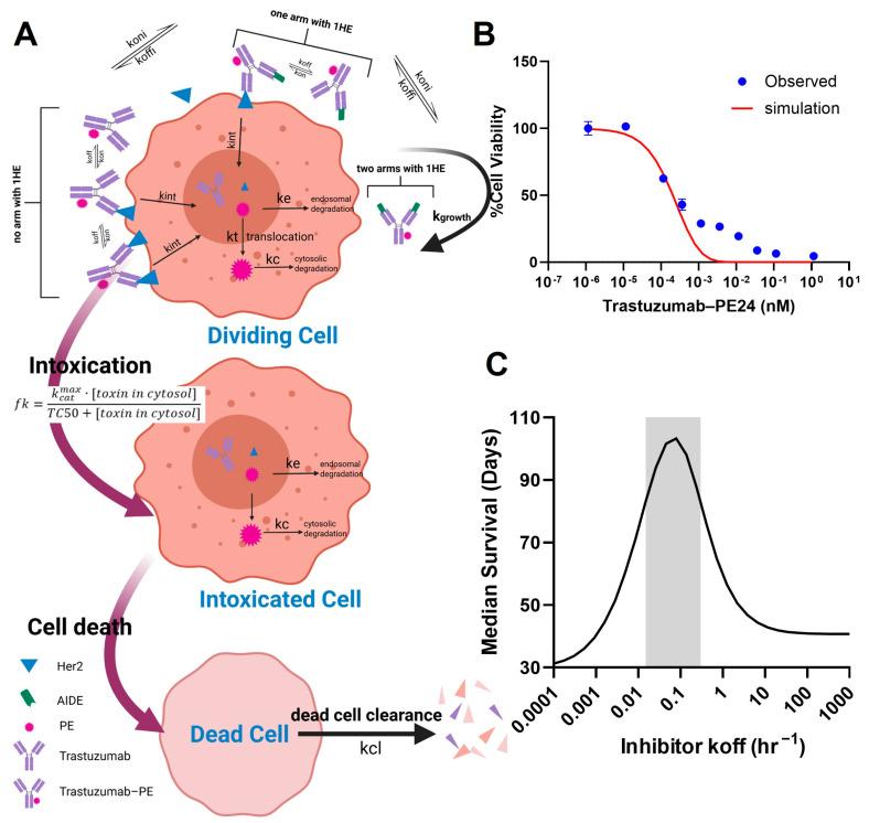 https://cdn.ncbi.nlm.nih.gov/pmc/blobs/9adf/12071152/0d0a952b1af9/cancers-17-01468-g006.jpg