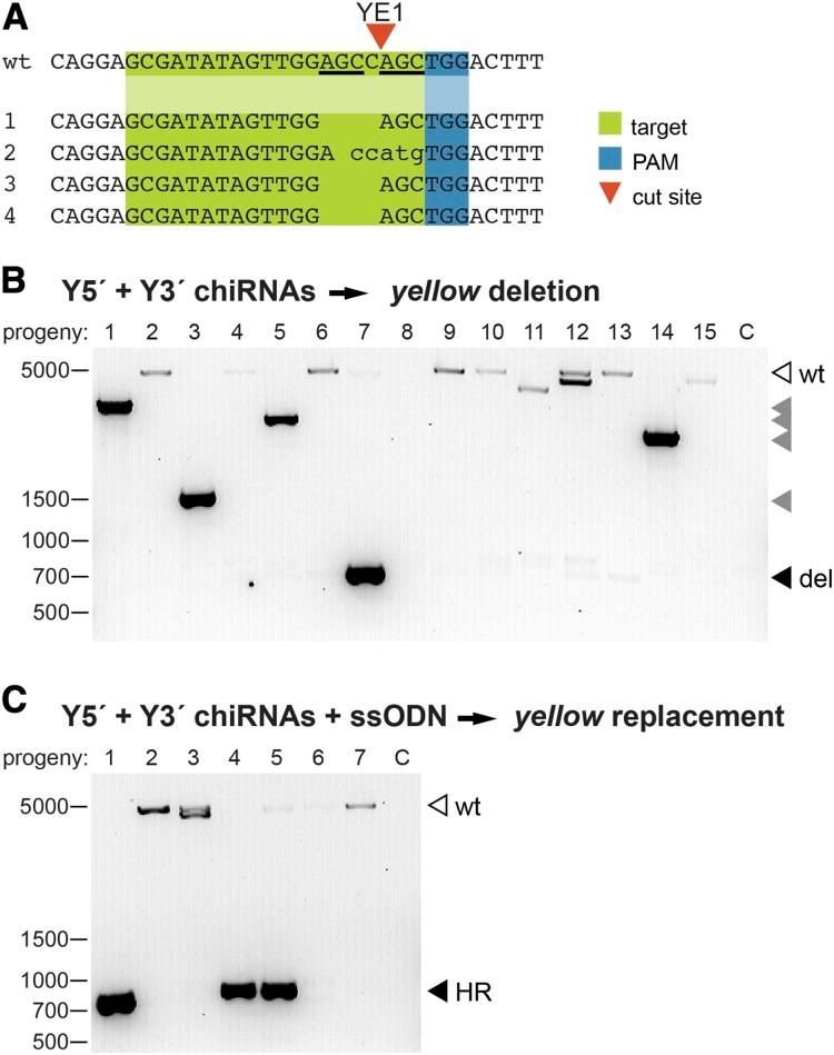 https://cdn.ncbi.nlm.nih.gov/pmc/blobs/9ae0/3730909/f5686564b801/1029fig2.jpg