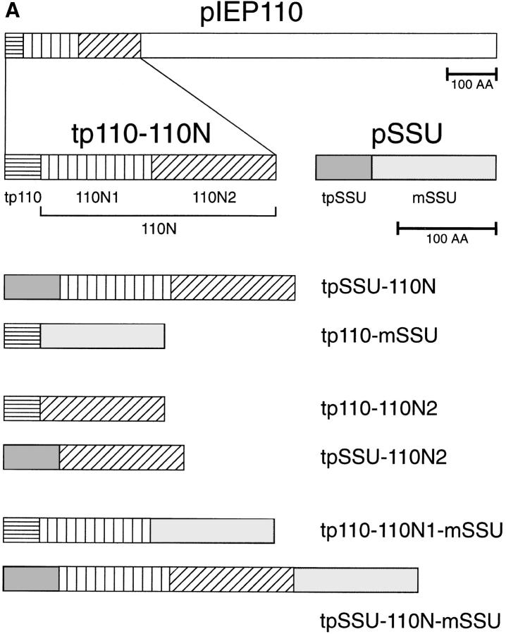 https://cdn.ncbi.nlm.nih.gov/pmc/blobs/9ae1/2132540/6e51521d4b3a/JCB.10932f1a.jpg