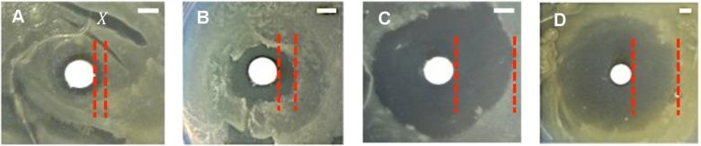 https://cdn.ncbi.nlm.nih.gov/pmc/blobs/9ae5/4300086/470c7040ffb3/pbio.1002044.g002.jpg