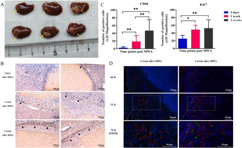 https://cdn.ncbi.nlm.nih.gov/pmc/blobs/9ae6/9513490/21fb99fcb069/gr4.jpg