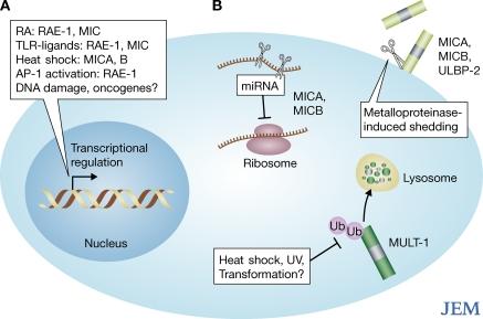 https://cdn.ncbi.nlm.nih.gov/pmc/blobs/9ae8/2646580/52d3743f77df/JEM_20090225_RGB_Fig1.jpg