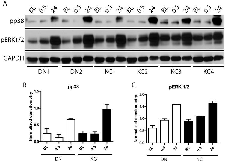 https://cdn.ncbi.nlm.nih.gov/pmc/blobs/9aec/4172437/27a7d2751c19/pone.0106556.g004.jpg