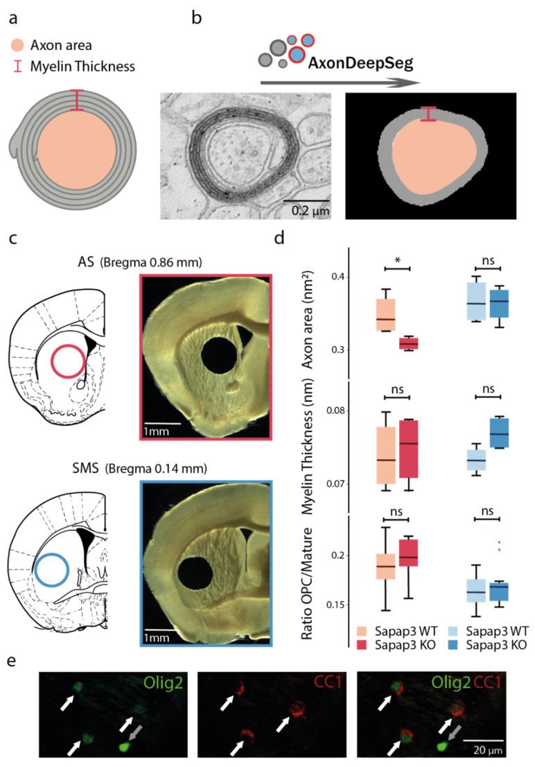https://cdn.ncbi.nlm.nih.gov/pmc/blobs/9aed/8570333/5b188825251b/brainsci-11-01353-g001.jpg