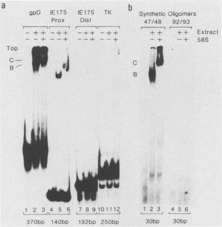 https://cdn.ncbi.nlm.nih.gov/pmc/blobs/9af0/253866/2bc2fe9fd129/jvirol00090-0413-a.jpg