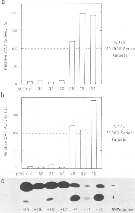 https://cdn.ncbi.nlm.nih.gov/pmc/blobs/9af0/253866/be8b068ff487/jvirol00090-0408-a.jpg