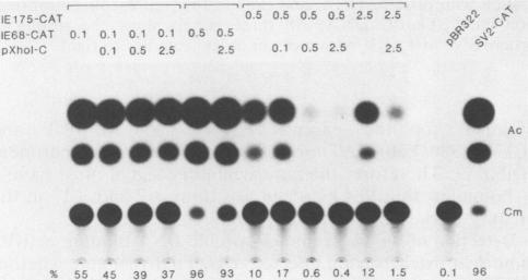https://cdn.ncbi.nlm.nih.gov/pmc/blobs/9af0/253866/dd06b0b4ecce/jvirol00090-0407-b.jpg